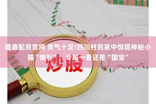 盛鑫配资官网 灵气十足!四川村民家中惊现神秘小猫“做客”,专家一看还是“国宝”